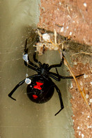 Black Widow Spider, Holly Springs NC