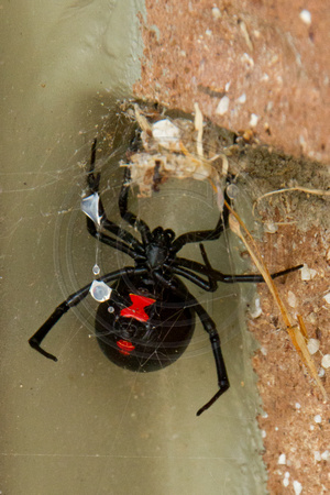 Black Widow Spider, Holly Springs NC
