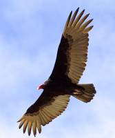 Ensenada Grande, Turkey Vulture123-2303a