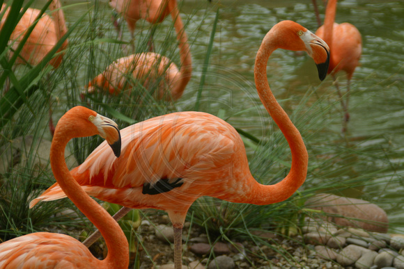 San Diego, Zoo, Flamingos030811-7576