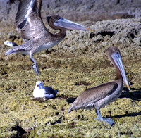 Isla San Francisco, Pelicans and Gull122-2203a