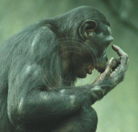San Diego, Zoo, Chimpanzee030811-8018a