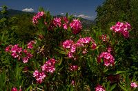 Lk Shasta, Flowers141-1061