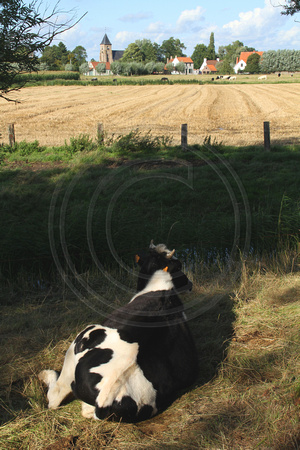 Oostkerke, Cow V1052228b
