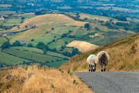 Armagh, Slieve Gullian, Sheep in Road181-1437