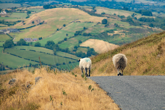 Armagh, Slieve Gullian, Sheep in Road181-1438