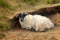 Armagh, Slieve Gullian, Sheep181-1423