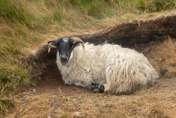 Armagh, Slieve Gullian, Sheep181-1423
