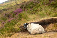 Armagh, Slieve Gullian, Sheep181-1428