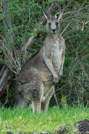 Great Otway NP, Kangaroo V191-1339