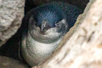 St Kilda, Little Penguins191-1718