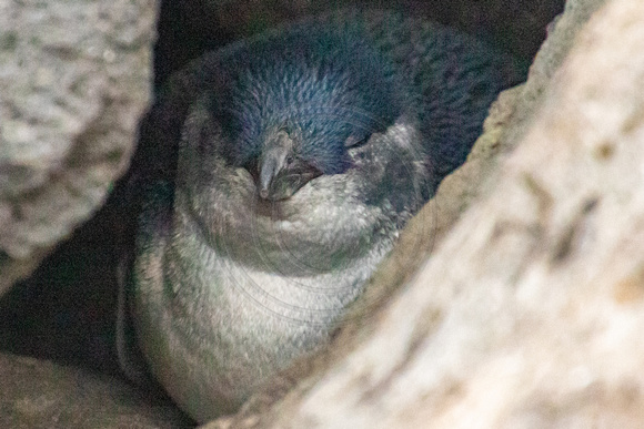 St Kilda, Little Penguins191-1718