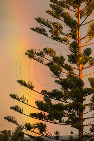 Sydney, Bondi Beach, Tree, Rainbow, V191-1087