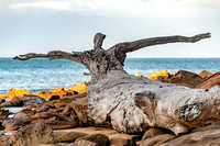 Patonga, Beach, Driftwood191-1159