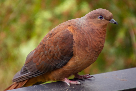 Patonga, Brown Cuckoo Dove 191-1207
