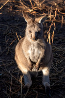 Tasmania, Bonorong Wildife Sanctuary, Kangaroo V191-2078