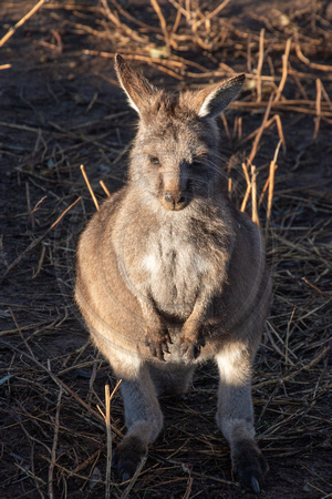 Tasmania, Bonorong Wildife Sanctuary, Kangaroo V191-2078