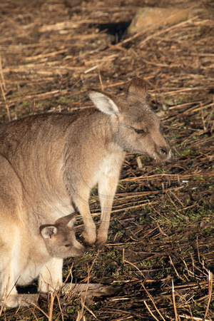 Tasmania, Bonorong Wildife Sanctuary, Kangaroo w Joey V191-2061