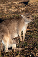 Tasmania, Bonorong Wildife Sanctuary, Kangaroo w Joey V191-2062