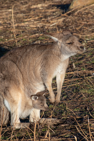 Tasmania, Bonorong Wildife Sanctuary, Kangaroo w Joey V191-2062