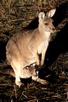 Tasmania, Bonorong Wildife Sanctuary, Kangaroo w Joey V191-2064