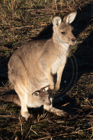 Tasmania, Bonorong Wildife Sanctuary, Kangaroo w Joey V191-2064