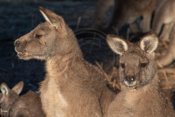 Tasmania, Bonorong Wildife Sanctuary, Kangaroos191-2052