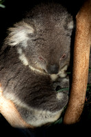 Tasmania, Bonorong Wildife Sanctuary, Koala V191-2030