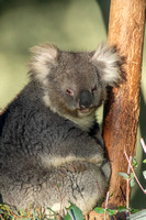 Tasmania, Bonorong Wildife Sanctuary, Koala V191-2039