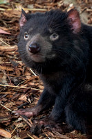 Tasmania, Bonorong Wildife Sanctuary, Tasmanian Devil V191-2088
