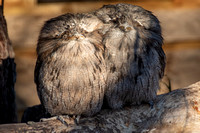 Tasmania, Bonorong Wildife Sanctuary, Tawny Frogmouth Owl191-2178