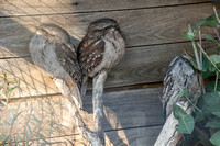 Tasmania, Bonorong Wildife Sanctuary, Tawny Frogmouth Owl191-2184