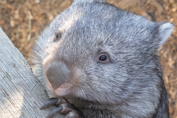 Tasmania, Bonorong Wildife Sanctuary, Wombat191-2130