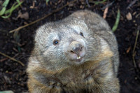 Tasmania, Bonorong Wildife Sanctuary, Wombat191-2171