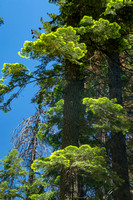 Calaveras Big Trees SP V170-6395