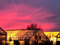 UC Davis, Greenhouses, Sunset170-0236