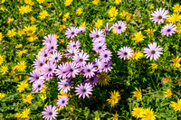 Mendocino, Flowers180-9948