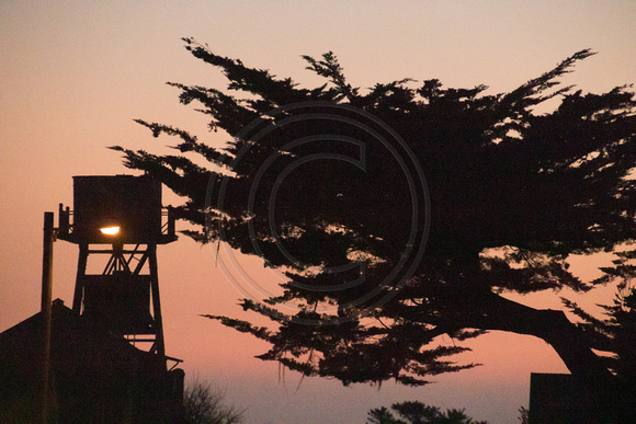 Mendocino, Sunset, Water Tower and Tree180-9924