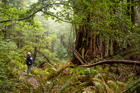 Other Coastal Redwood Parks