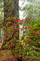 Occidental, Redwoods and Rhododendrons V170-5378
