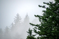Juneau, Trees in Clouds181-4145