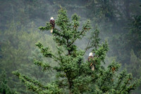 Juneau, Bald Eagles in Tree181-4143