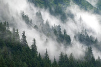 Juneau, Clouds in Trees181-2-9