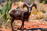 Valley of Fire SP, Bighorn Sheep170-7774