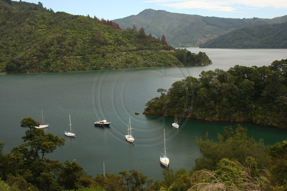 Queen Charlotte Sound, Governors Bay0813214
