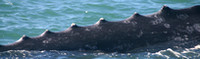 Bahia Magdalena, Whale030217-2296a