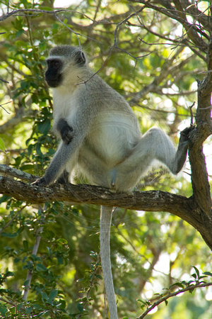 Kruger NP, Vervet Monkey120-6480
