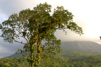 Arenal Volcano, Tree040127-0726