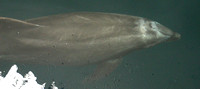 Dolphin, Underwater030211-1787a