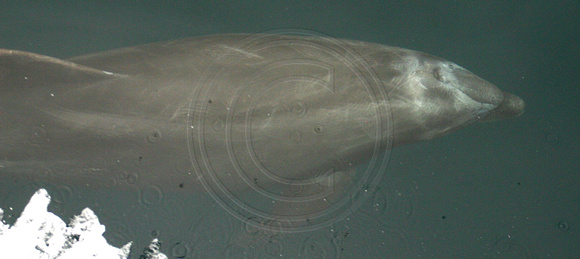 Dolphin, Underwater030211-1787a